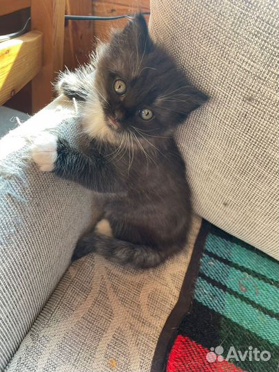 Домашние воспитанные котята в дар