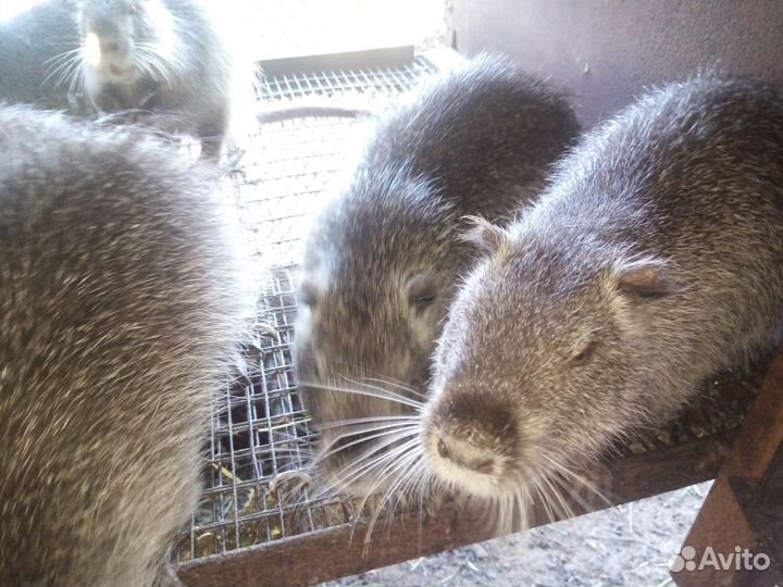 Нутрии на племя