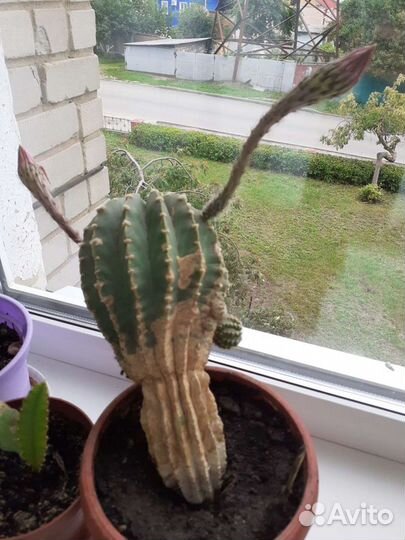 Кактус цветущий детки