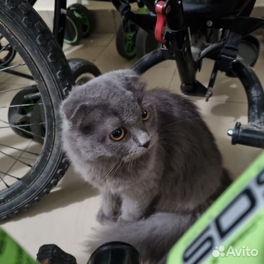 Шотландская