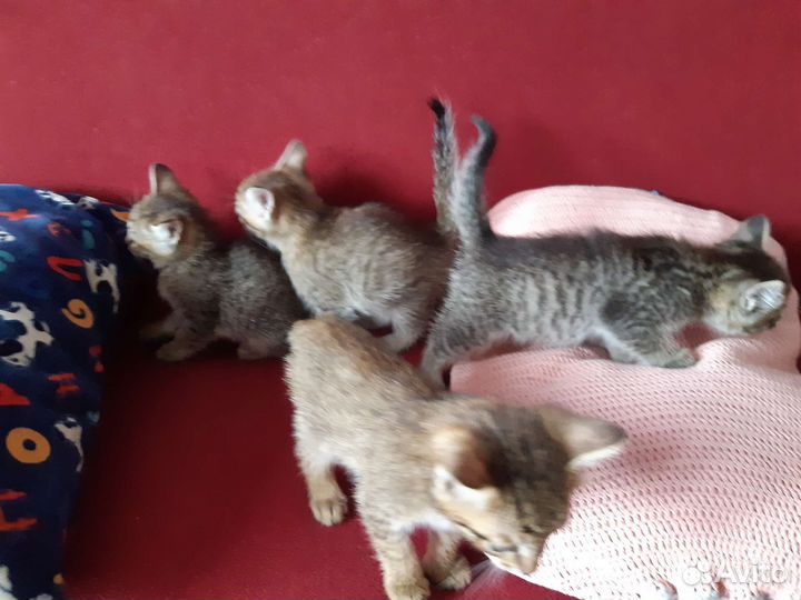 Кошки в добрые руки бесплатно