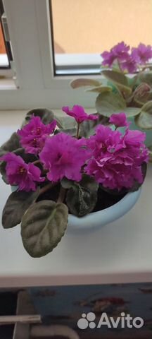 Продам фиалки