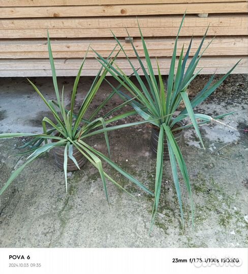 Растение юкка