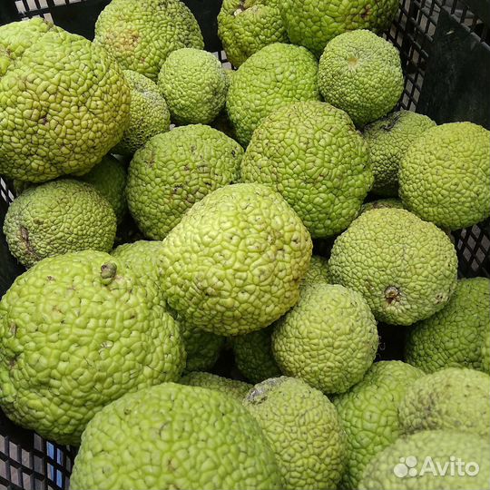 Адамово яблоко, маклюра от 3кг