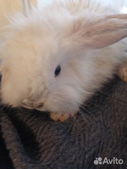Кролики декор, карликовые