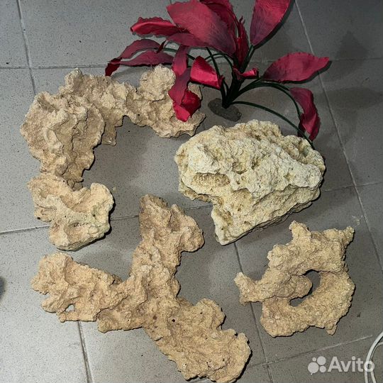 Кораллы для аквариума