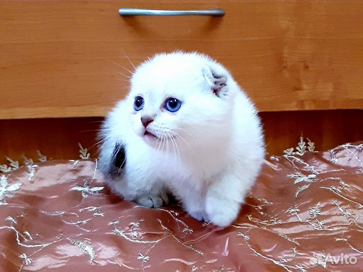 Шотландские котята