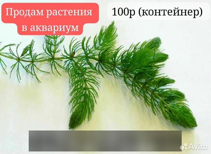 Аквариумная трава