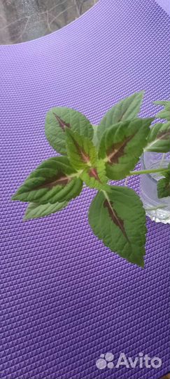 Колеус. Растение для дома и сада