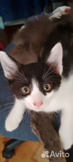 Котята в добрые руки даром бесплатно