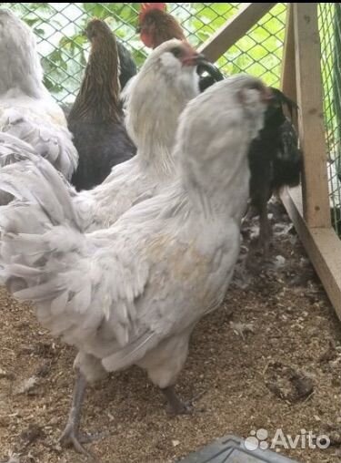 Петухи амераукана, моран