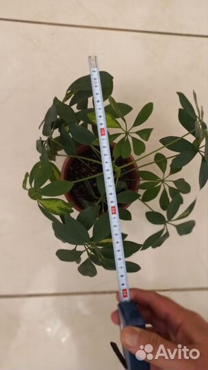 Шеффлера вариегатная