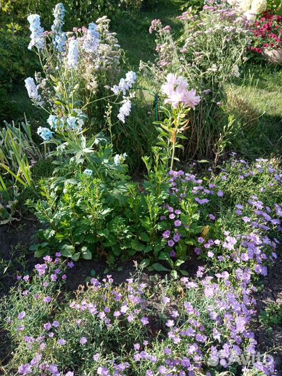 Гвоздика многолетняя