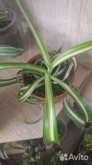 Продам комнатные цветы