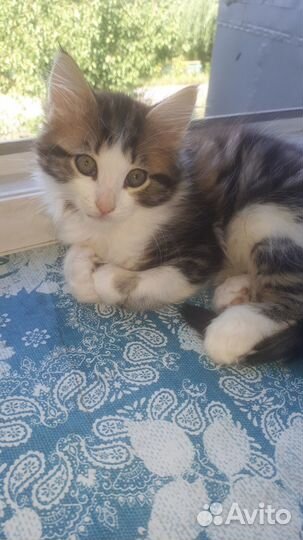 Кошки в добрые руки