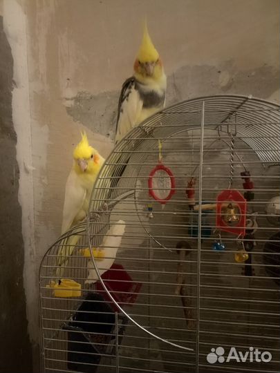 Попугай корелла с клеткой