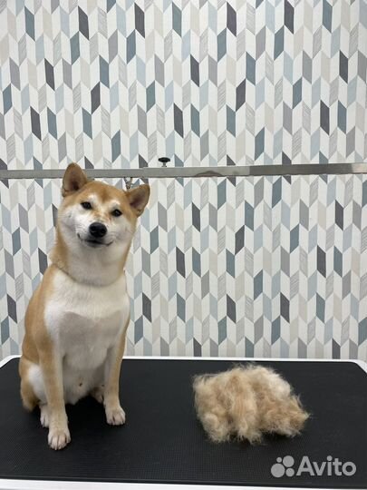 Груминг стрижка собак и кошек