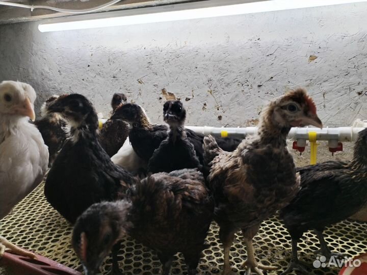 Цыплята 1 месяц
