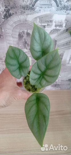 Алоказия сильвер дракон