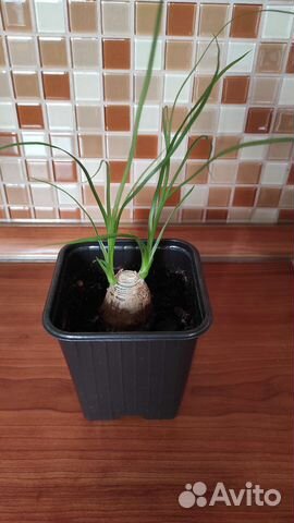 Бокарнея нолина