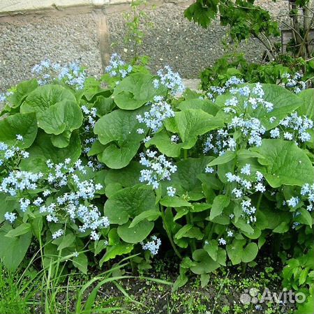Многолетники