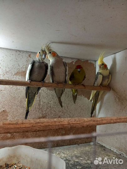 Попугай корелла