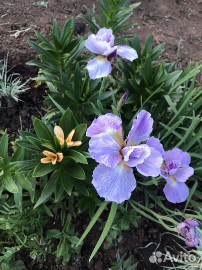Ирис сибирский Кита-но-сейза