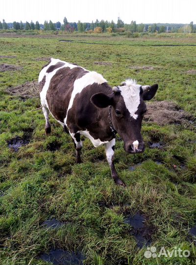 Продается дойная корова