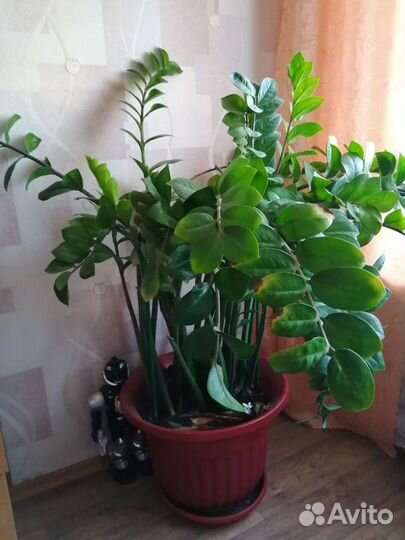 Замиокулькас