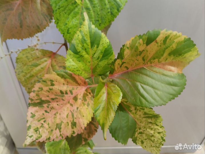 Комнатные растения, суккуленты