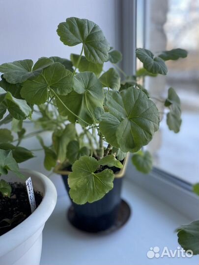 Пеларгония герань