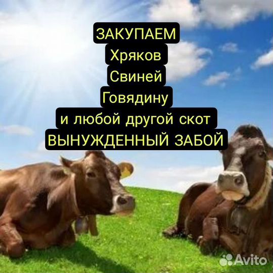 Закупаем мясо