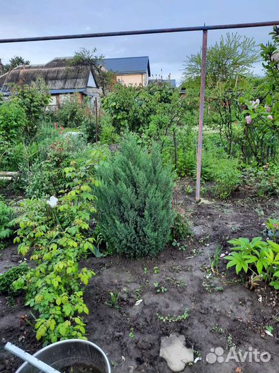 Можжевельник