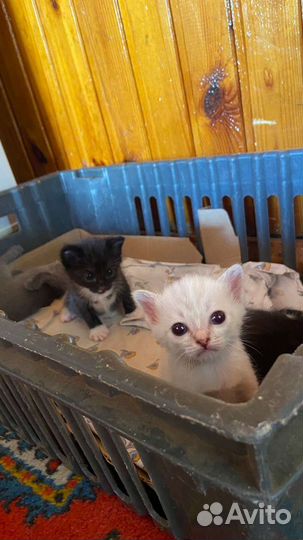 Котята