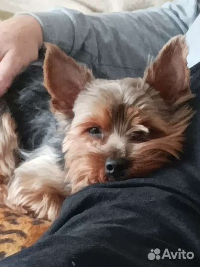 Йеркширский терьер вязка мальчик