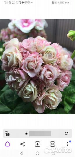 Герань пеларгония