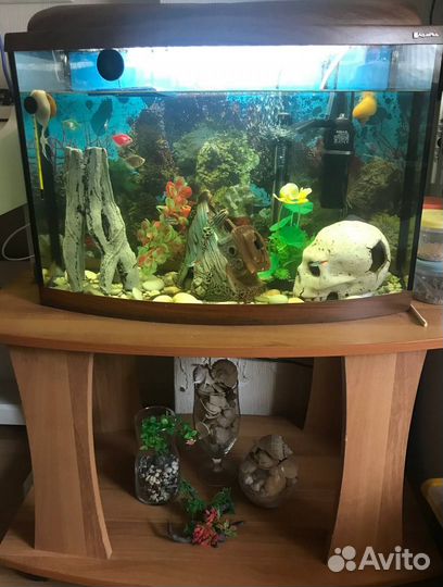 Аквариум 60 л + тумба, рыбки, полностью готовый