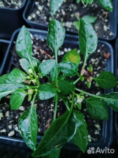 Перец горький огонёк на подоконнике