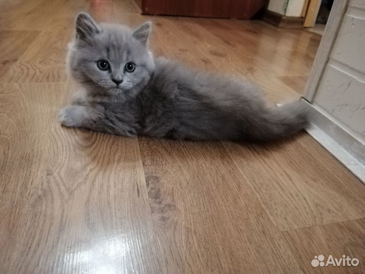 Британские котята короткошерстные