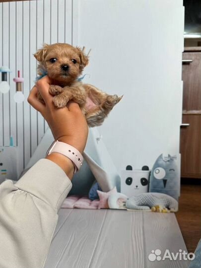 Мальтипу f1 мини мальчик, москва