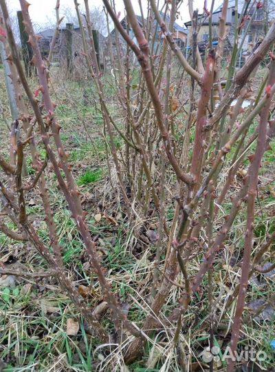 Кустовые розы саженцы