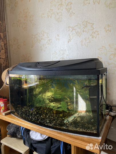 Аквариум
