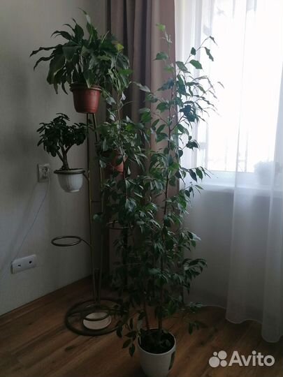 Бенджамина