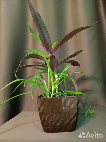 Хлорофитум