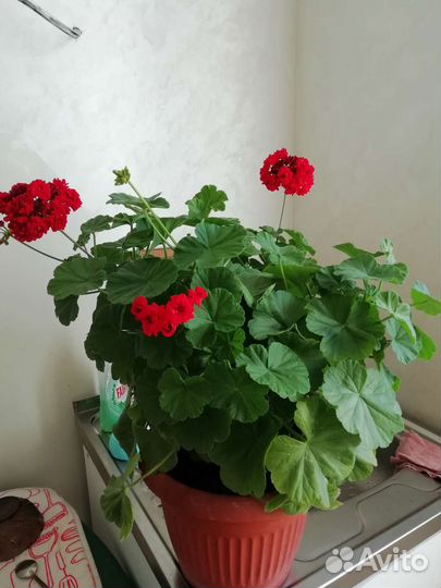 Комнатные растения