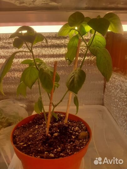 Белопероне Руж