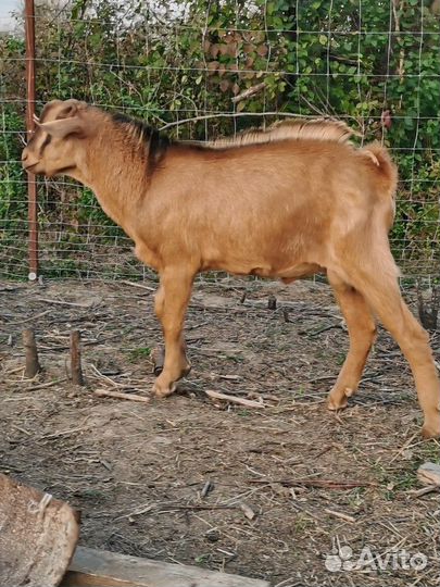 Козы и козлы