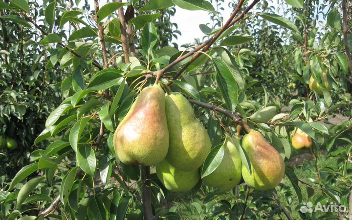 Груша, алыча, слива, персик, абрикос