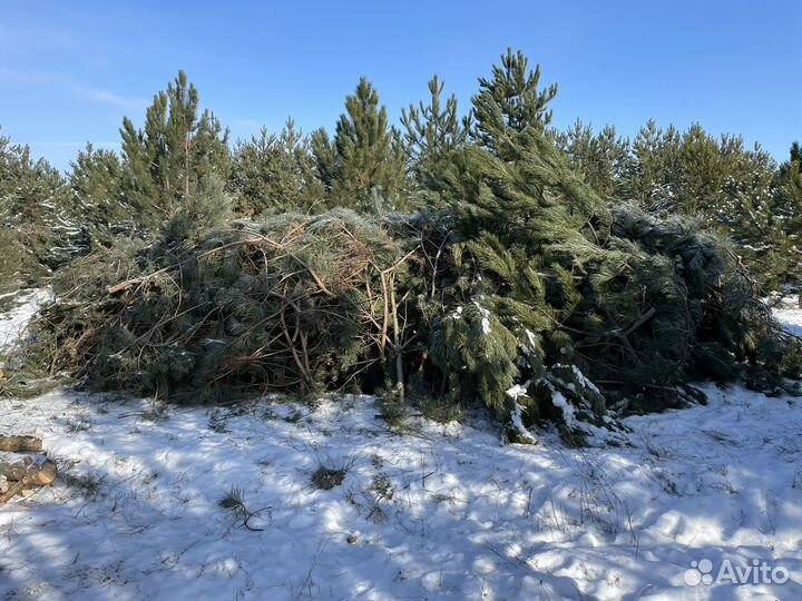Ветки, бревна сосны
