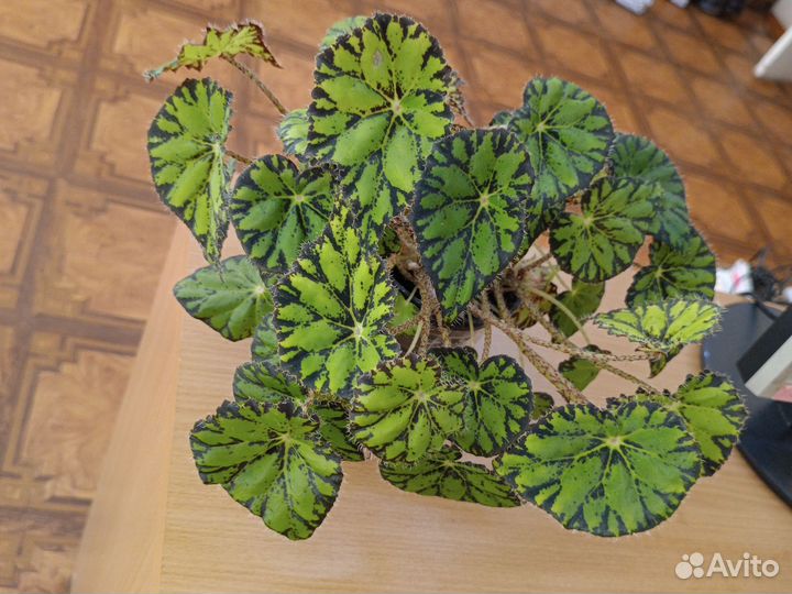 Бегония декоративно лиственная